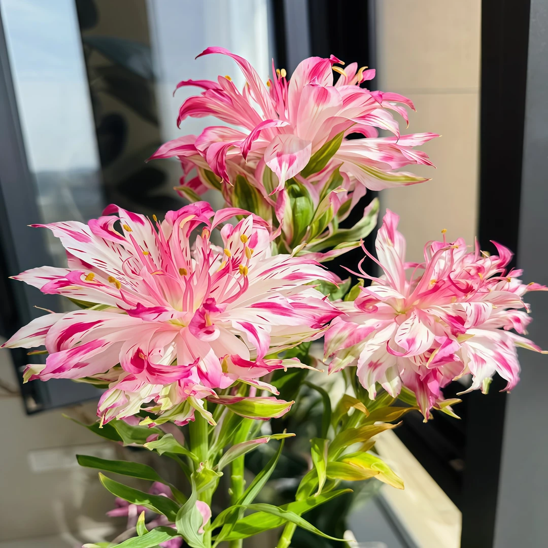 【养死包赔】荷兰进口百合花浓香型进口种球重瓣庭院阳台带根芽花卉