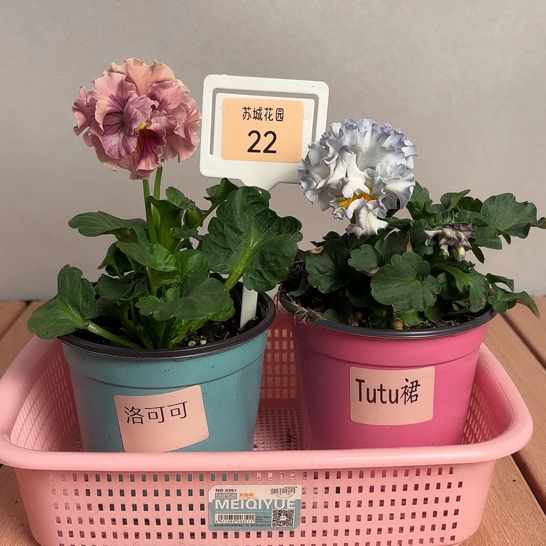 大部分开放少量花苞22