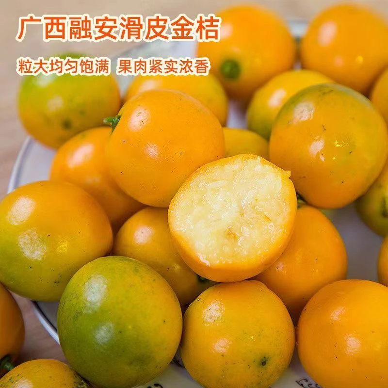 广西融安脆蜜金桔脆皮金柑 无酸脆甜爽口 当季新鲜水果现摘滑皮