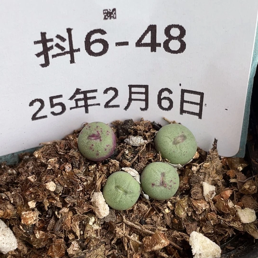 6-48嘴多肉植物肉锥