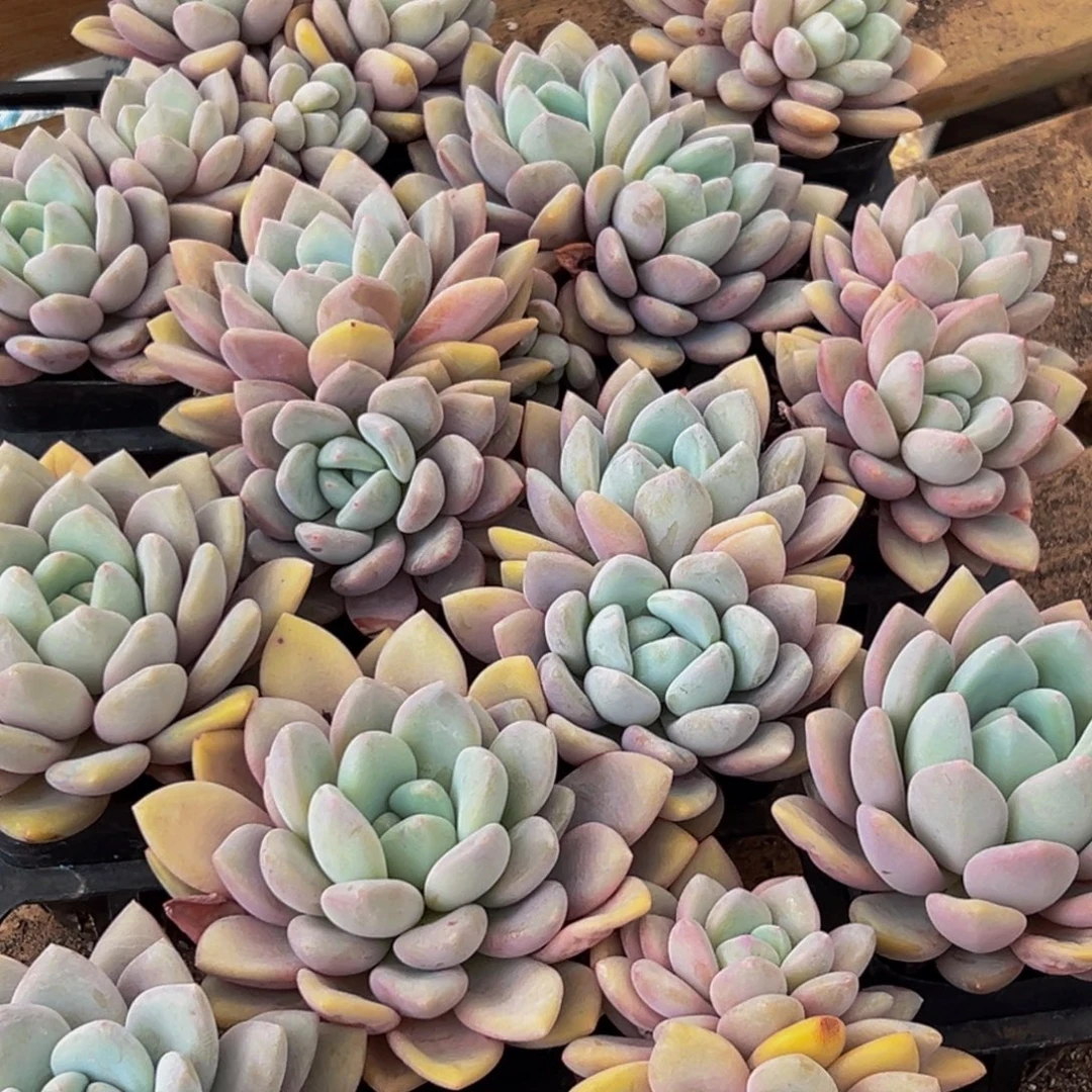 107的最后一天了啊我的天