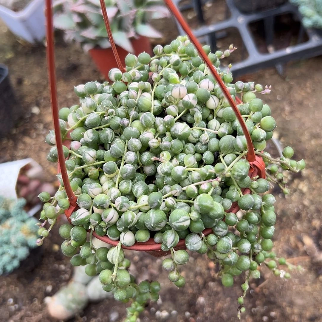 多肉植物佛珠锦带盆