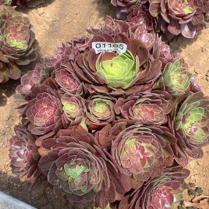 01165花月夜多肉植物