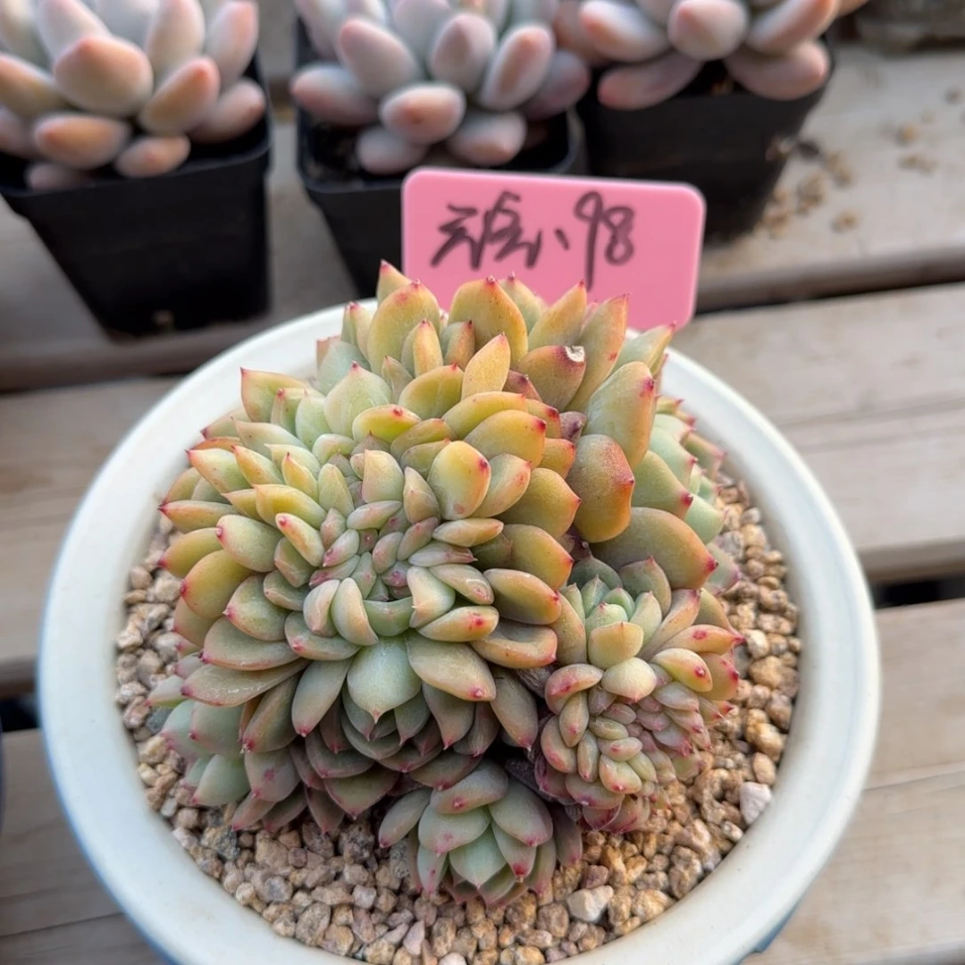 缀化泡芙杂五十包邮