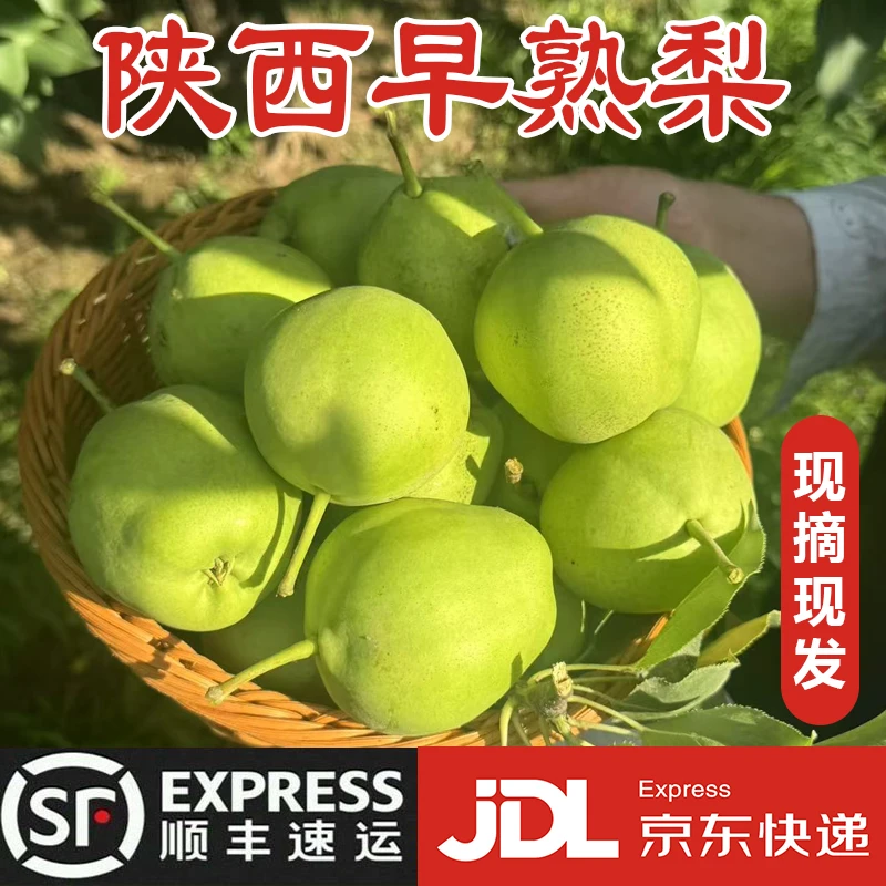 现摘早熟梨脆甜多汁薄皮梨子应季头茬大果秋月梨青皮雪梨酥脆化渣
