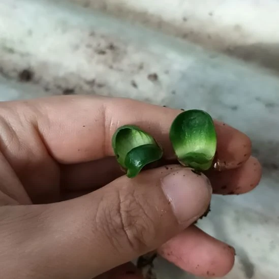 开***心无花朵特色花卉君子兰小苗