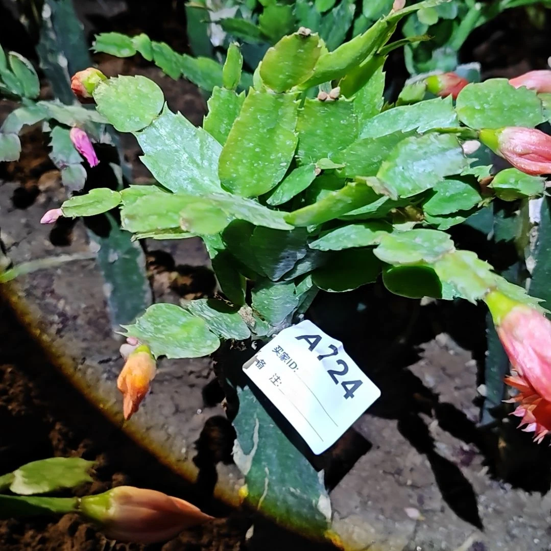 2228橙红重瓣脱土脱盆易掉芽苞724