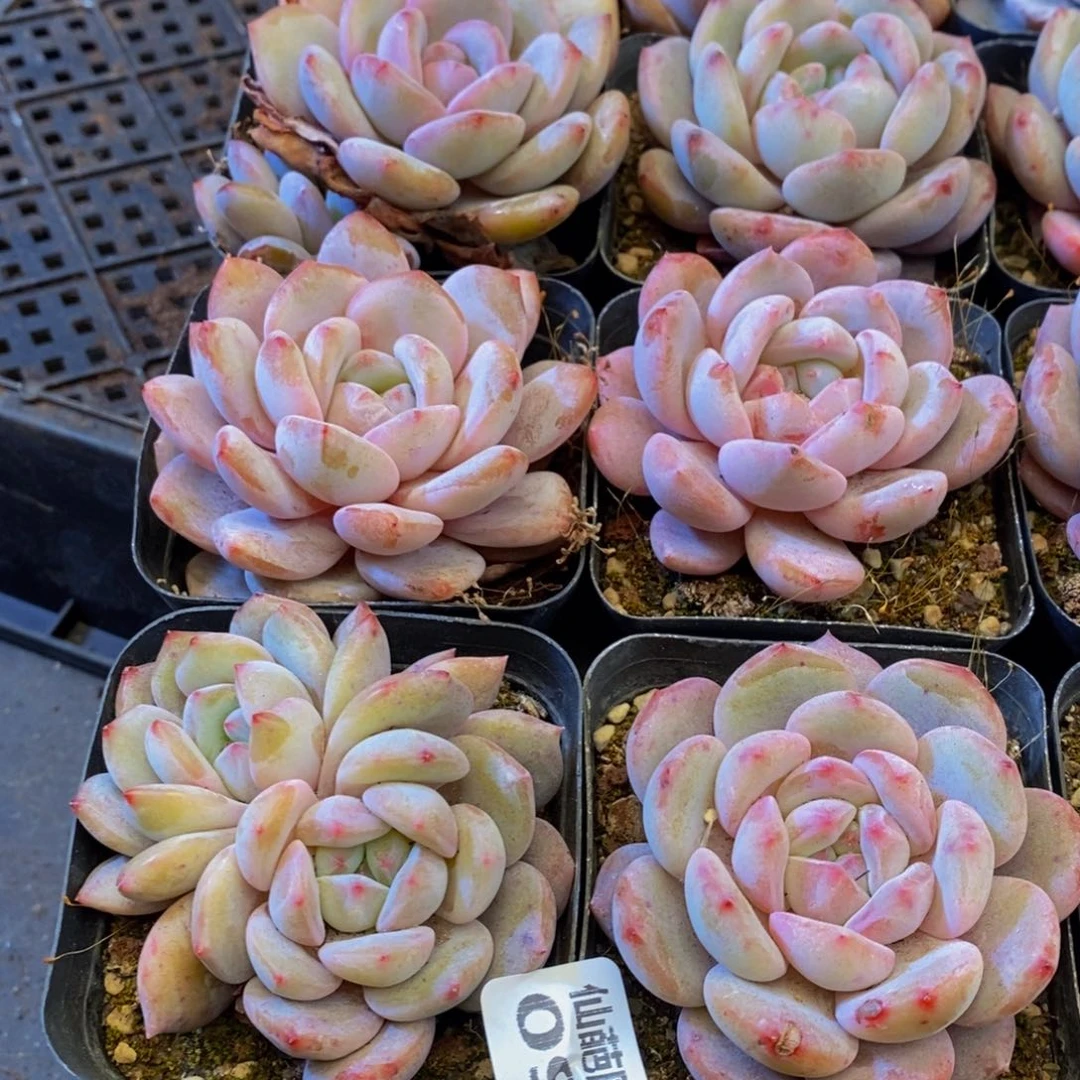 099多肉植物保护研究所所长助理研究员