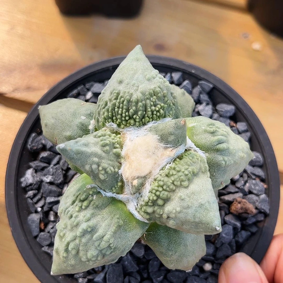 潮流植物优选怒涛牡丹