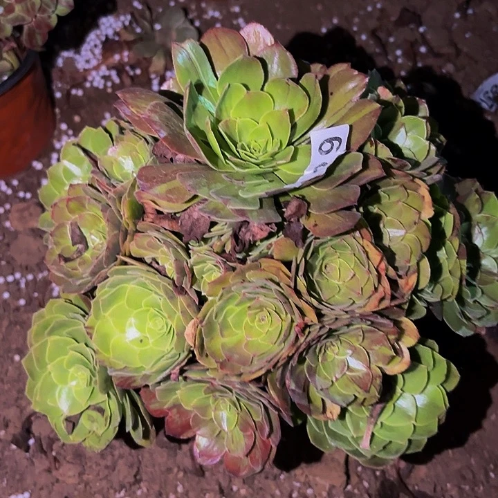 129圣罗兰多肉植物不售后