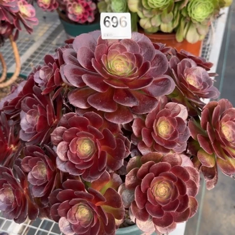 696赤焰莲35厘米左右有断枝