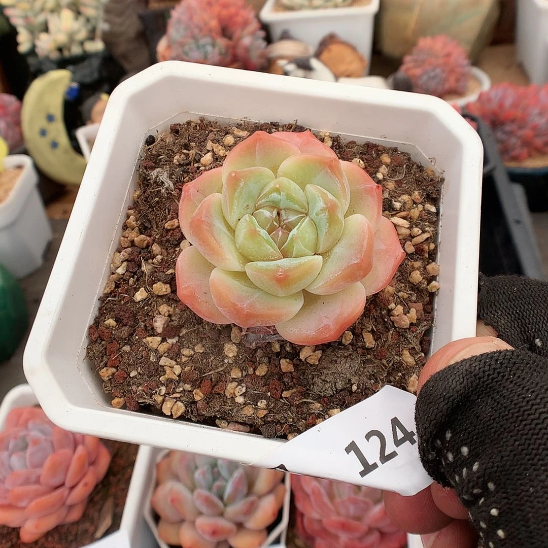 124溏心多肉植物6666