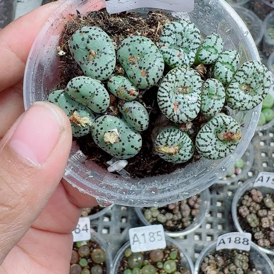 207多肉植物多肉植物