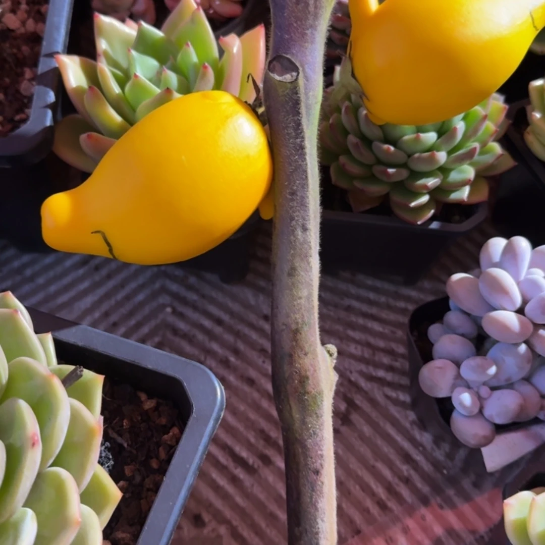 专拍链接多肉精品