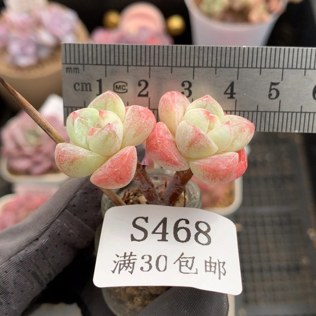 468。小脸带腿冰玉双头。