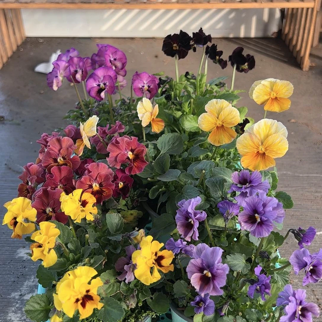 【闪购商品】139号