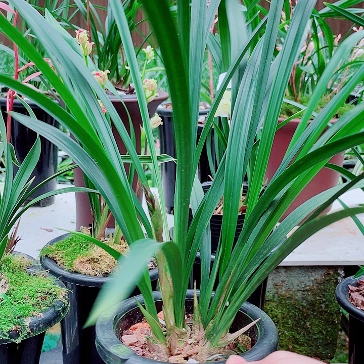 蜜***茶无花朵一物一拍漂亮