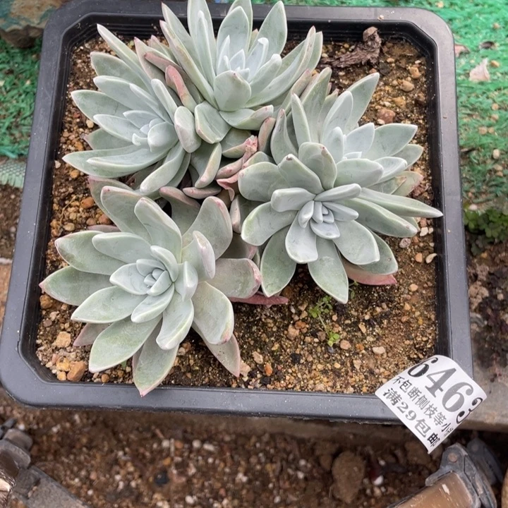 463号泡芙多肉植物