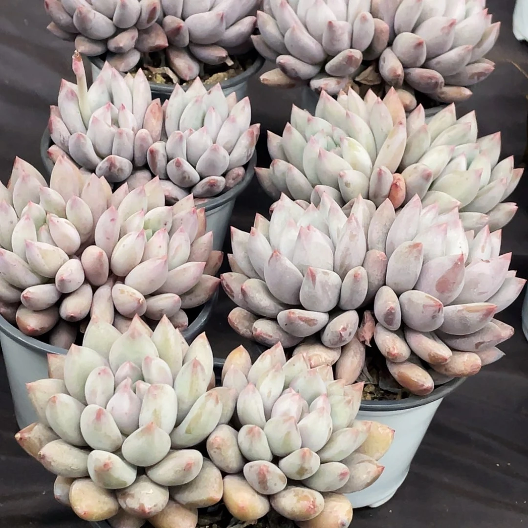 整桩无砍双头带杆所罗门一颗