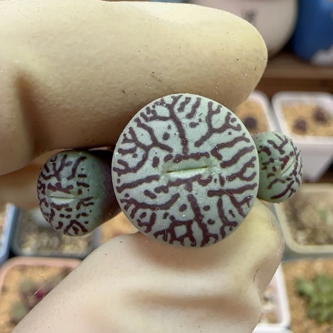 741福利福利福利