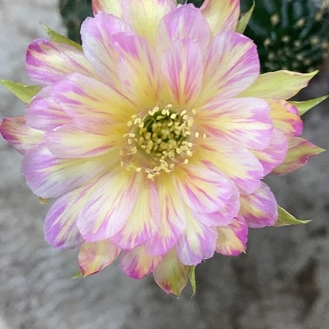 汤姆丽花，25788900