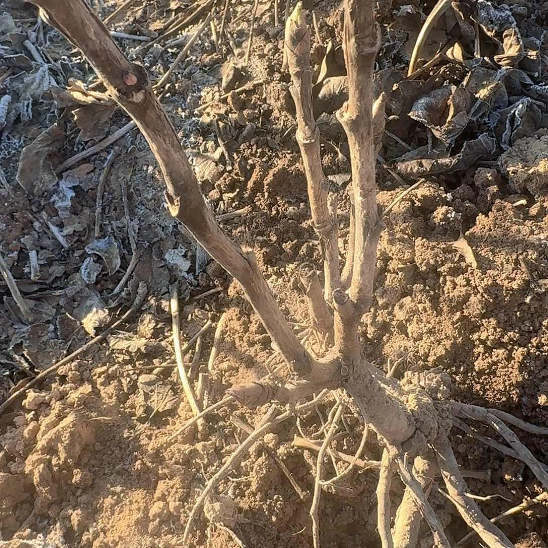 完全开放111111111