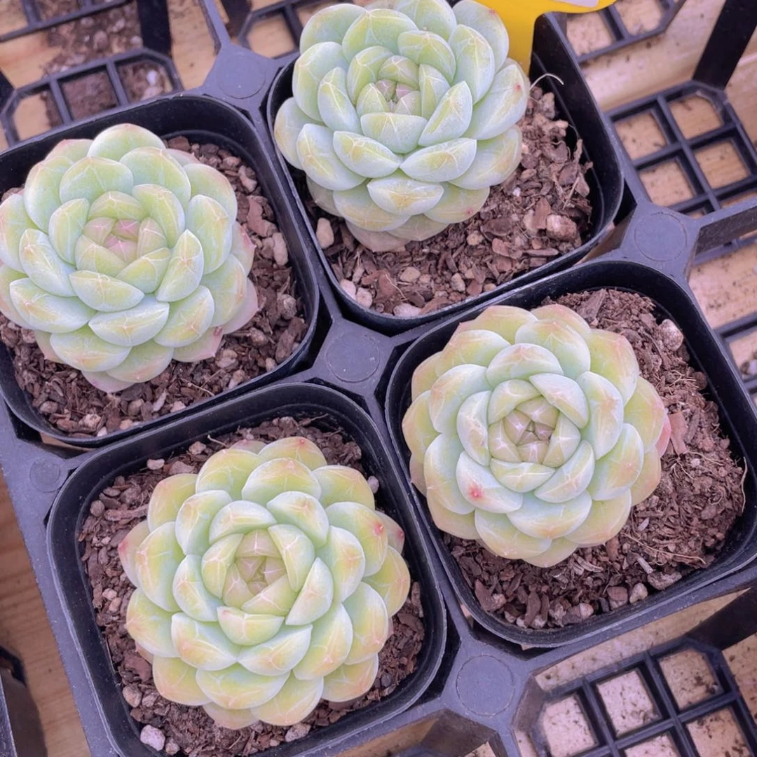 281号 冰透珍妮白桃汽水单头一个