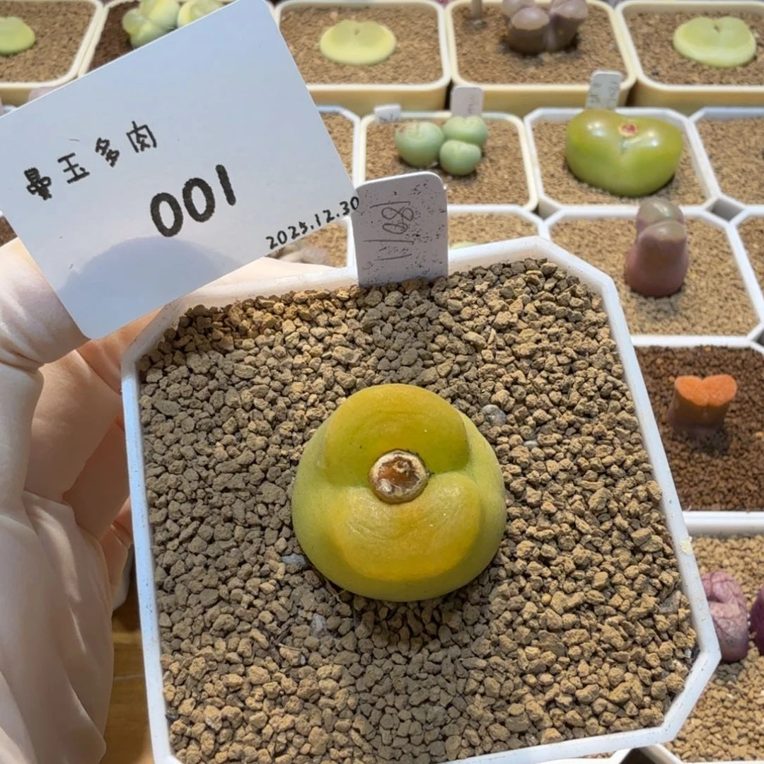 a****多肉多肉多肉12.30-001 蟠桃