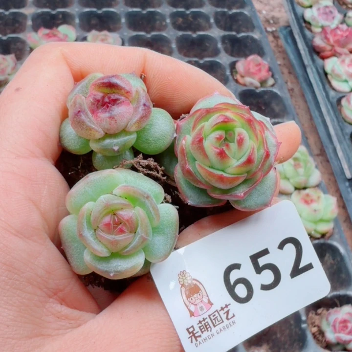 多肉植物多肉植物