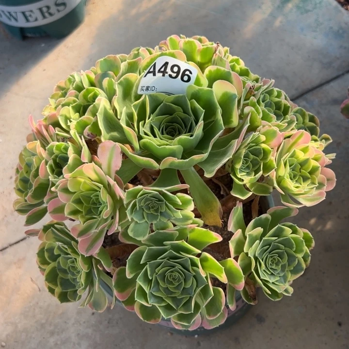 496特斯拉25厘米左右