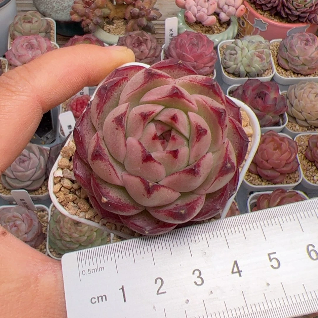 我****?473 多肉植物组合