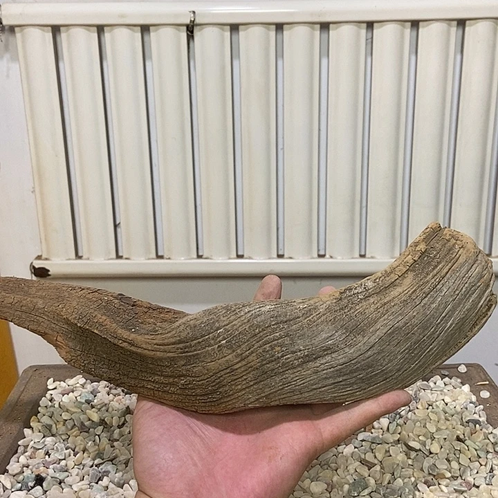许***康柏木崖柏天然艺术根雕