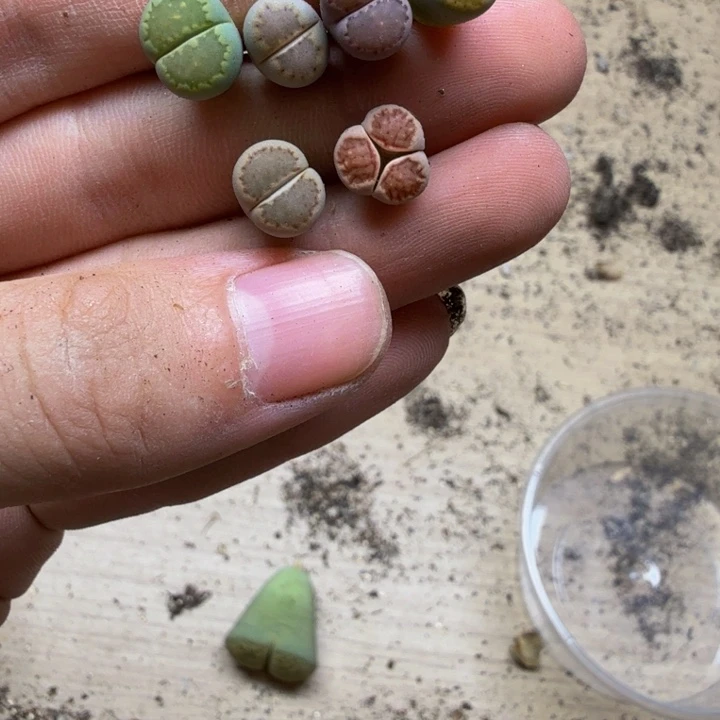 是****多肉植物的生长发育172