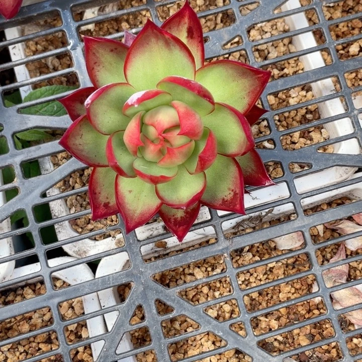 温***馨惊鸿仙子多肉植物7712