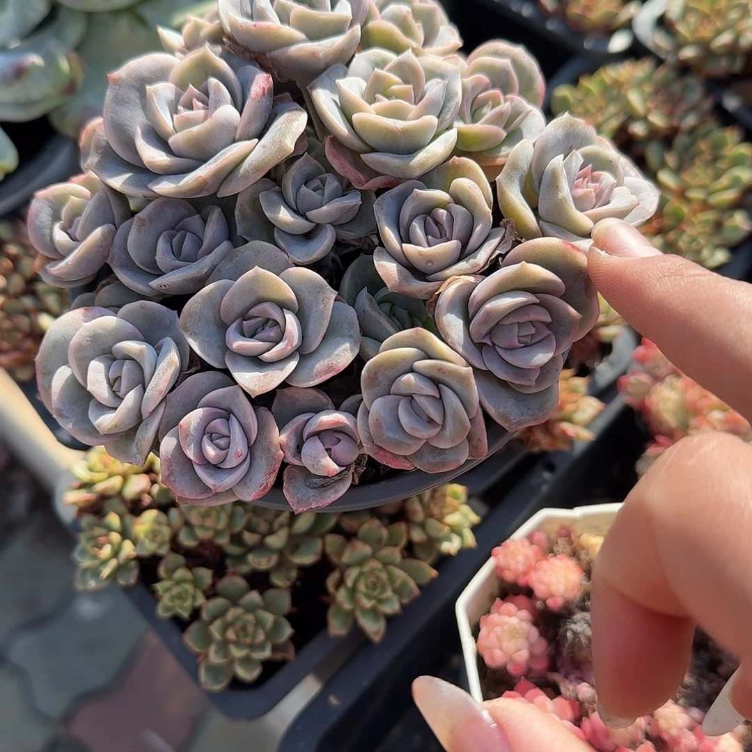 可爱玫瑰多肉植物