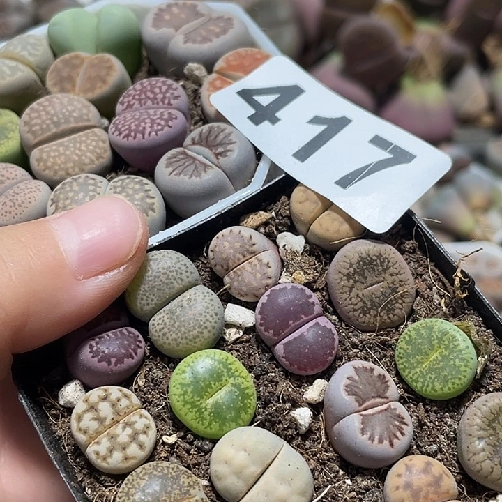 大部分花苞少量开放热*呼生石花417