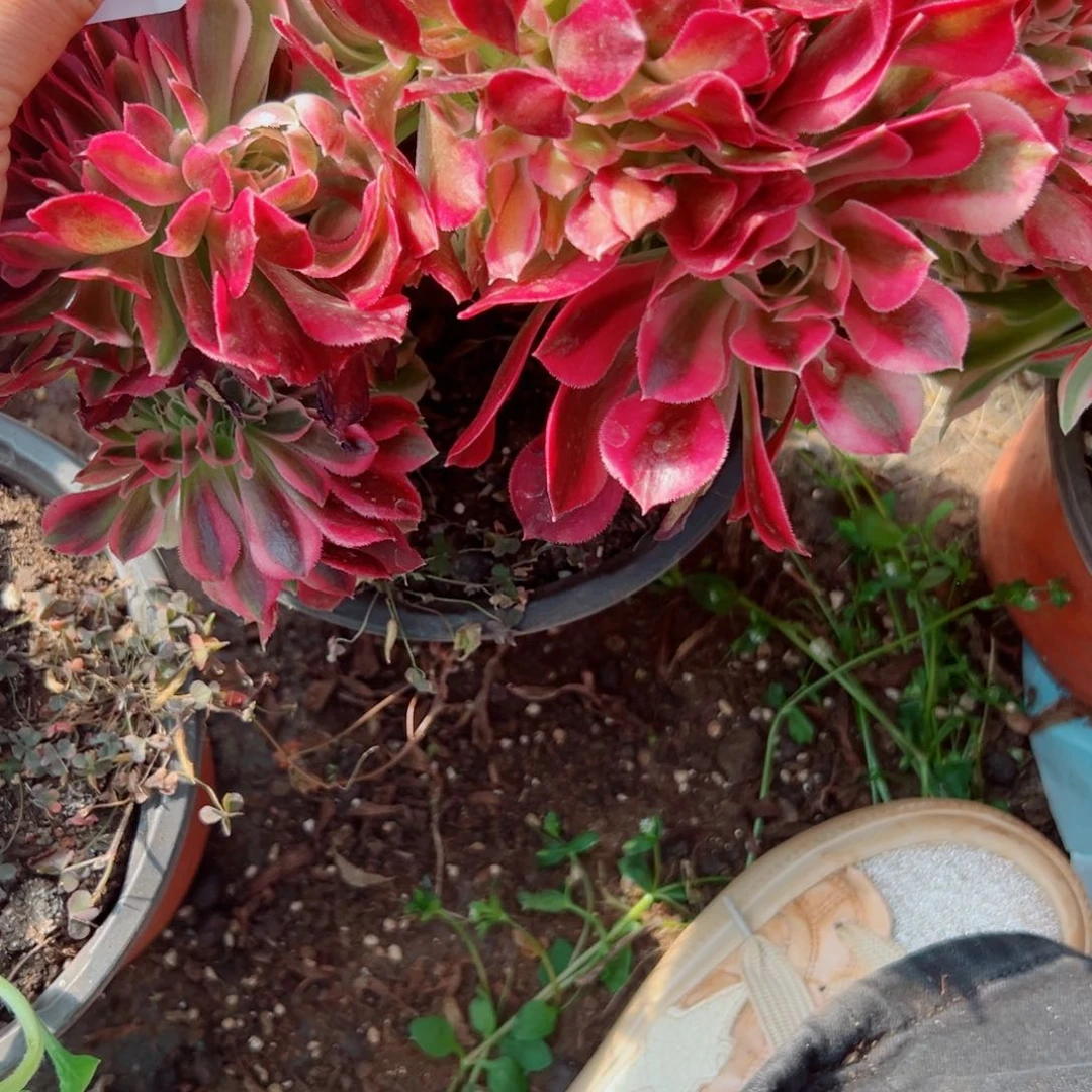 我3729 号多肉法师新年福利女巫