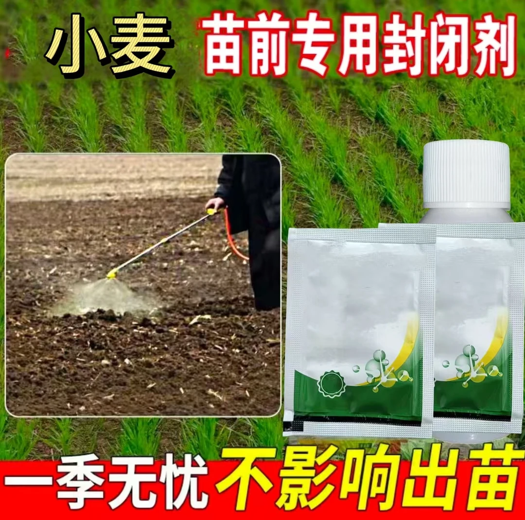 （拍一发三）小麦苗田间专业封闭专家