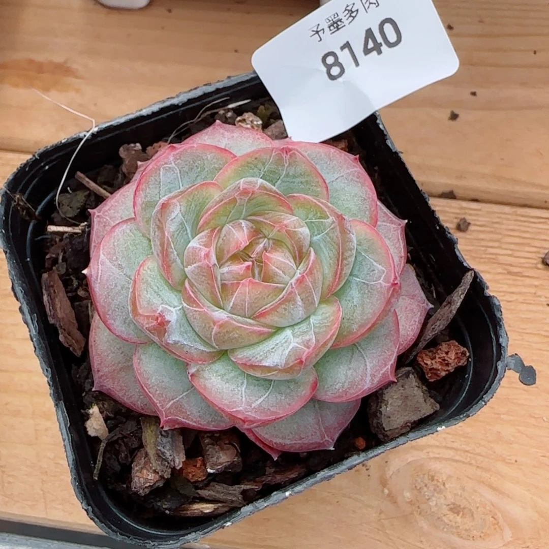 紫罗兰仙子，8140多肉植物