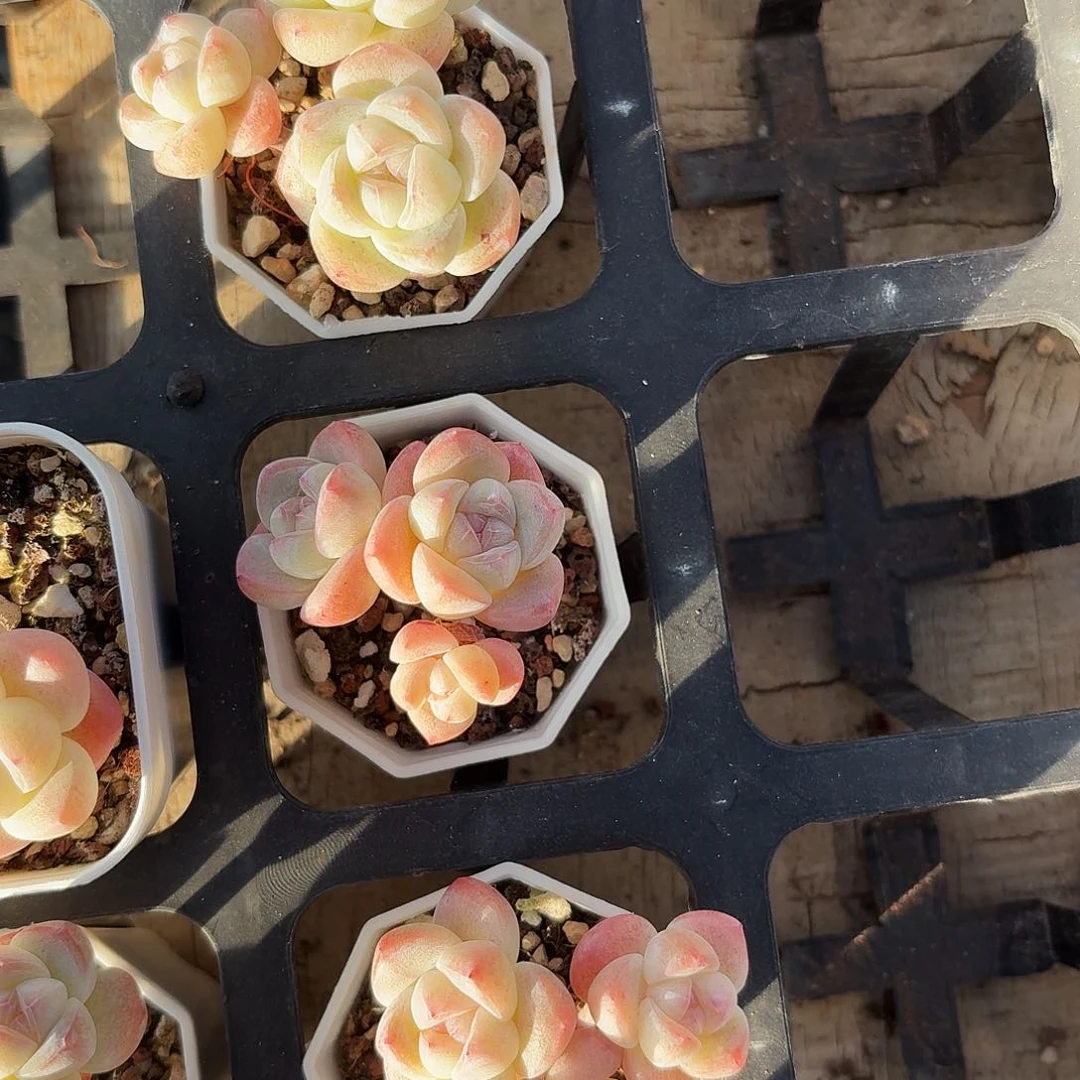 月**?月亮专拍多肉冰玉