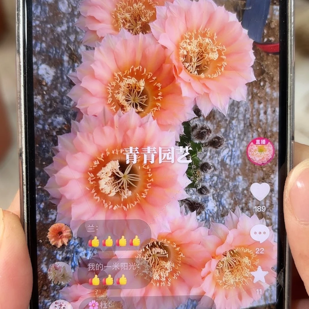 彩草1-7号7公分左右