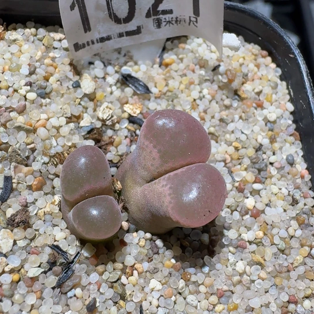 小***男Zzzzz生石花肉锥1021