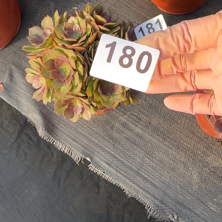 无***生多肉植物桃花石180