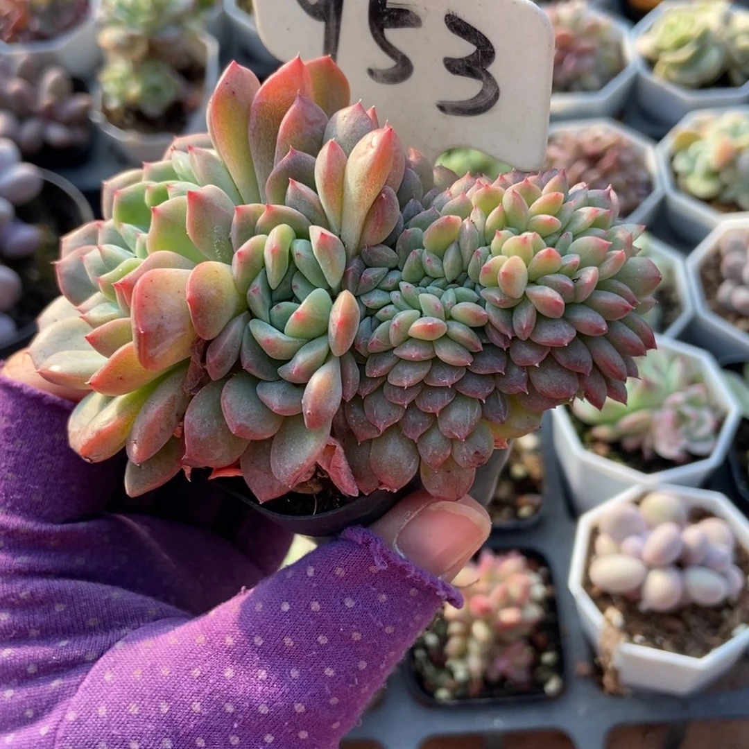 953冰魄缀多肉植物