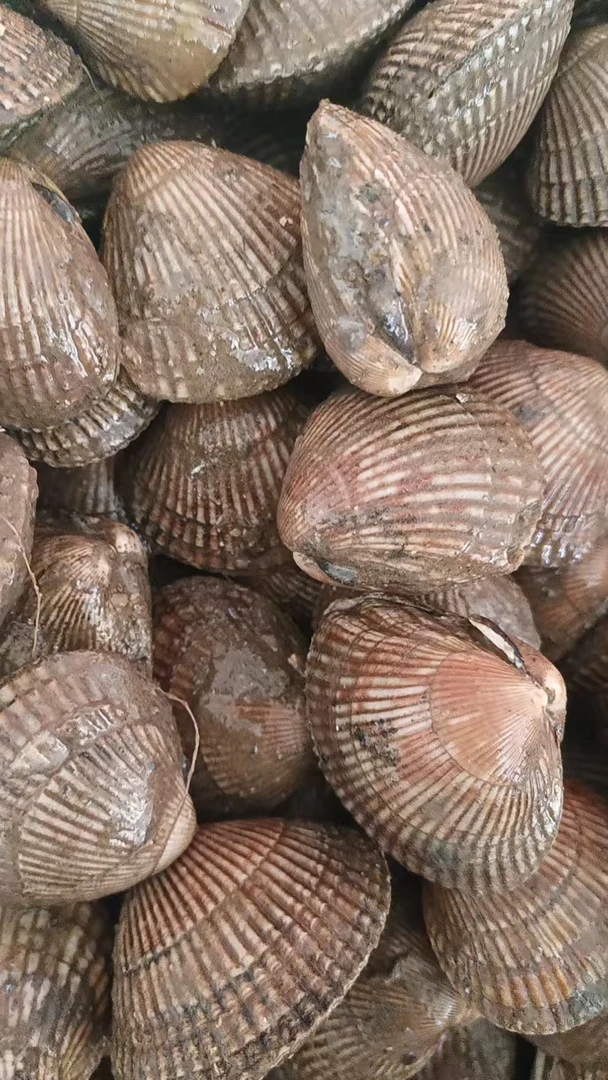 大连当地新鲜鸟贝（无碎壳）