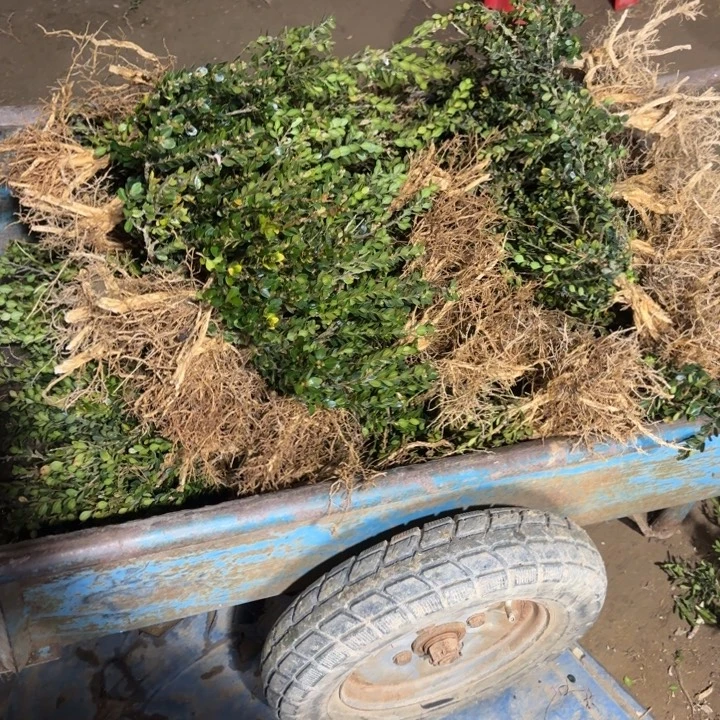 10颗龙鳞黑珍珠黄杨