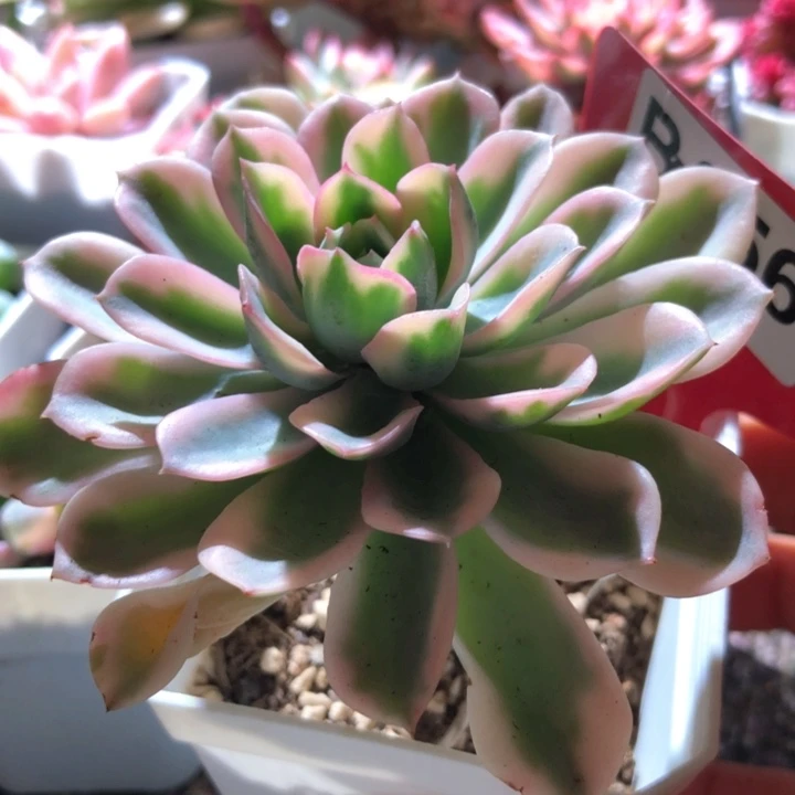 泪无痕覆轮锦有根