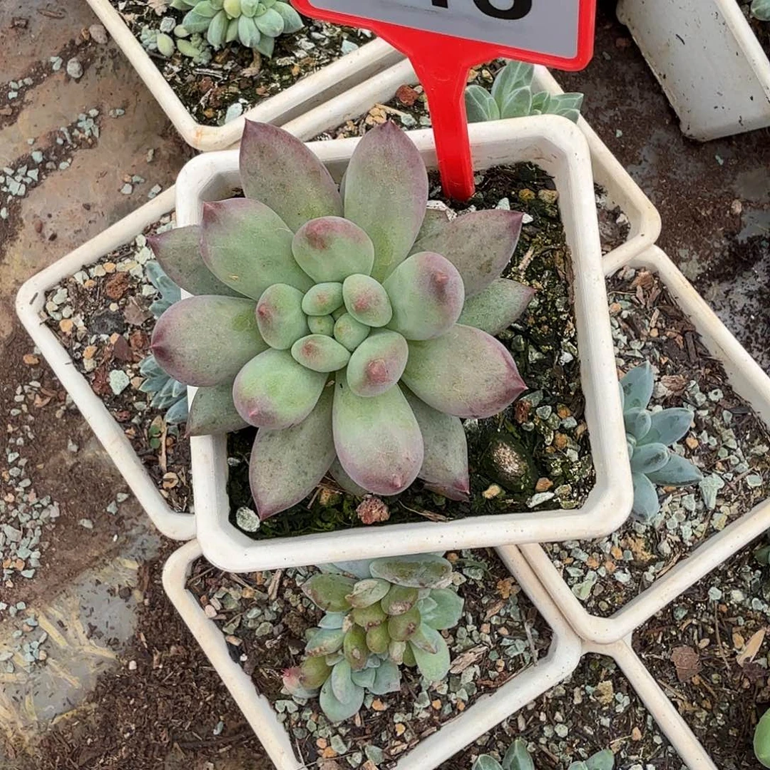 二代虞多肉植物715