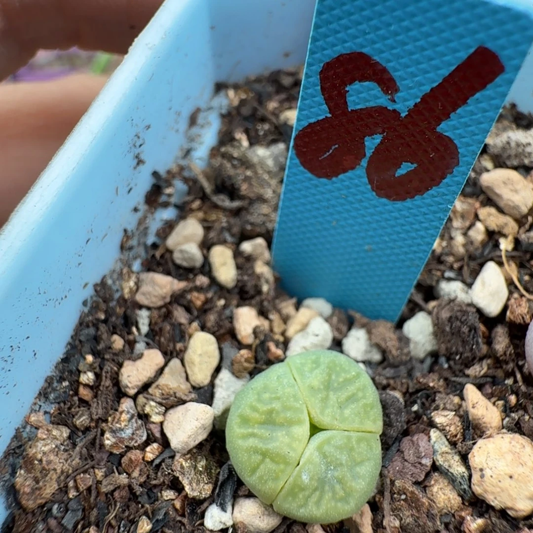 350a荧光绿大牙奔 86