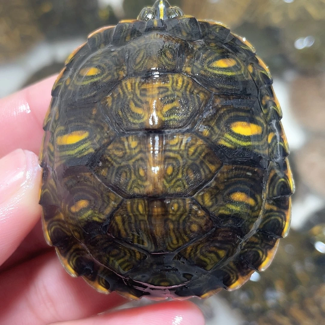 宠物龟不分公母黄耳